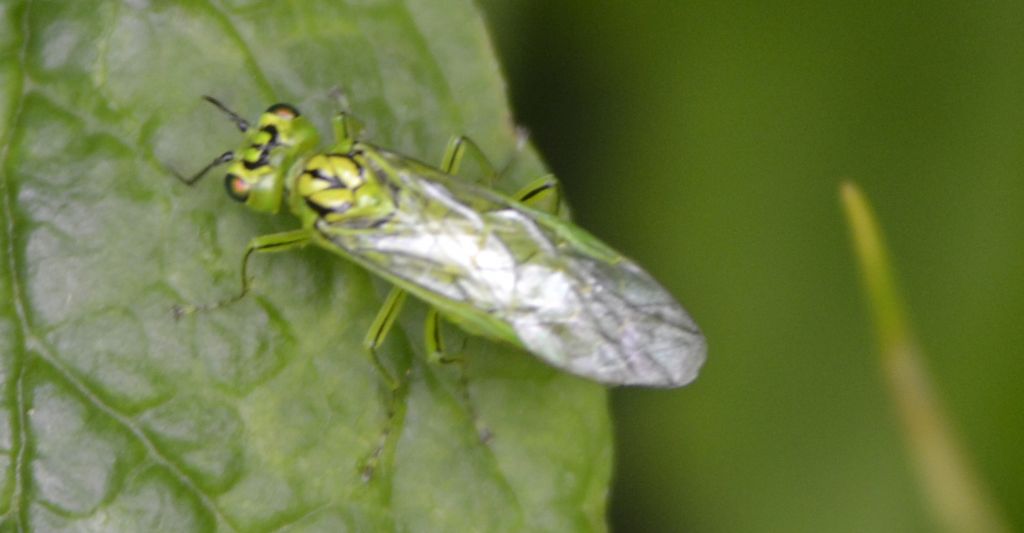 Rhogogaster punctulata, Tenthredinidae